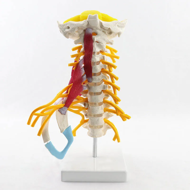 1:1 Human Cervical Spine Anatomy Model Medical Science Teaching Resources - Image 2