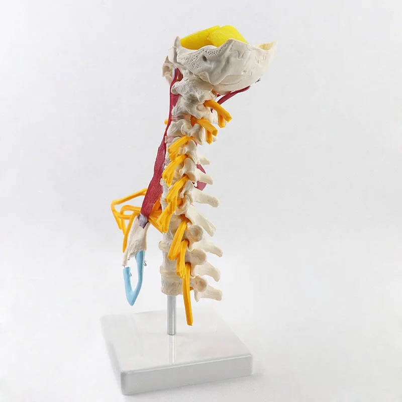 1:1 Human Cervical Spine Anatomy Model Medical Science Teaching Resources - Image 3