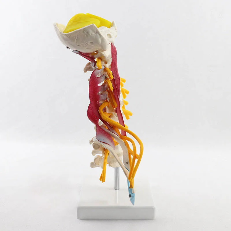 1:1 Human Cervical Spine Anatomy Model Medical Science Teaching Resources - Image 4