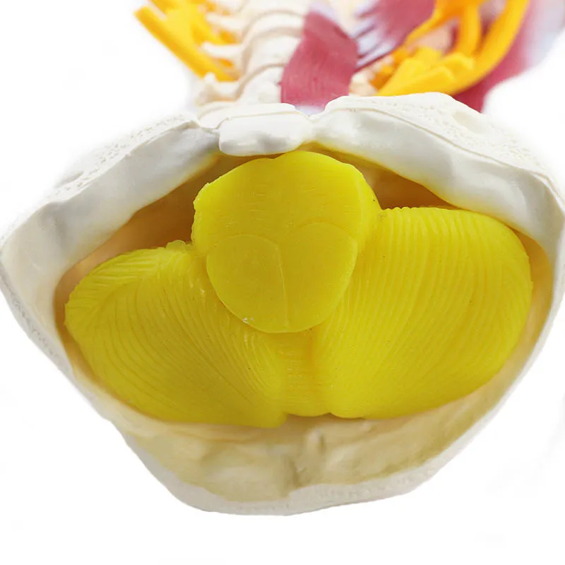 1:1 Human Cervical Spine Anatomy Model Medical Science Teaching Resources - Image 5