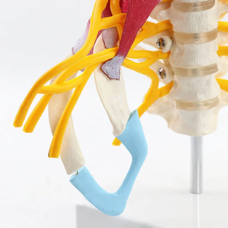 1:1 Human Cervical Spine Anatomy Model Medical Science Teaching Resources - Image 6