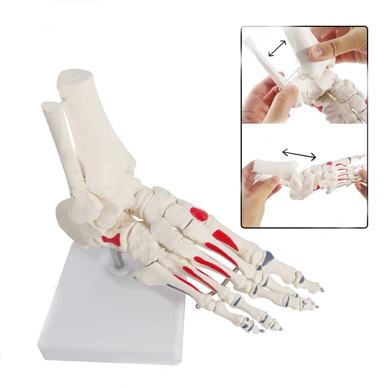 1:1 Human Foot Joint Skeleton Anatomy Model Medical Science Teaching Resources - Image 2