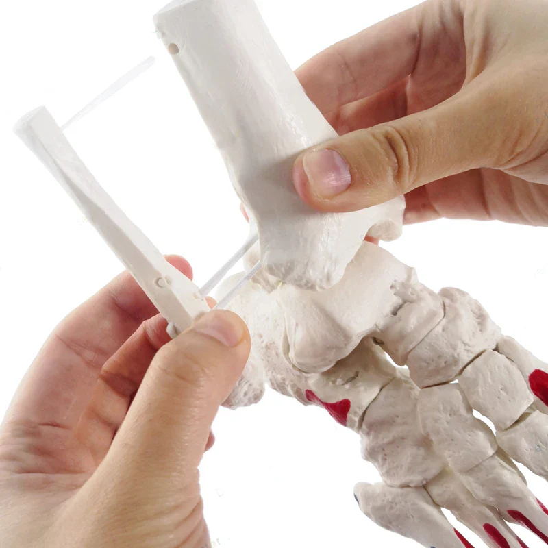 1:1 Human Foot Joint Skeleton Anatomy Model Medical Science Teaching Resources - Image 3