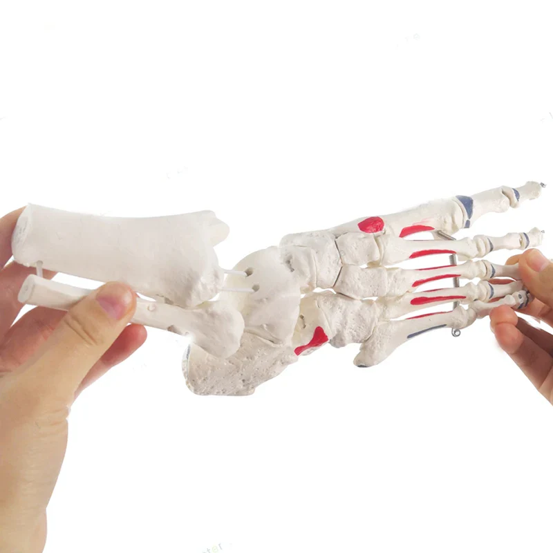 1:1 Human Foot Joint Skeleton Anatomy Model Medical Science Teaching Resources - Image 5