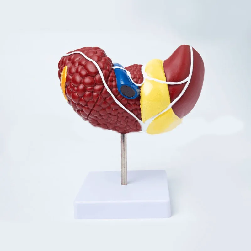 1:1 Human Pathological Liver Anatomical Model Display Of Digestive System Anatomy Teaching Model - Image 3
