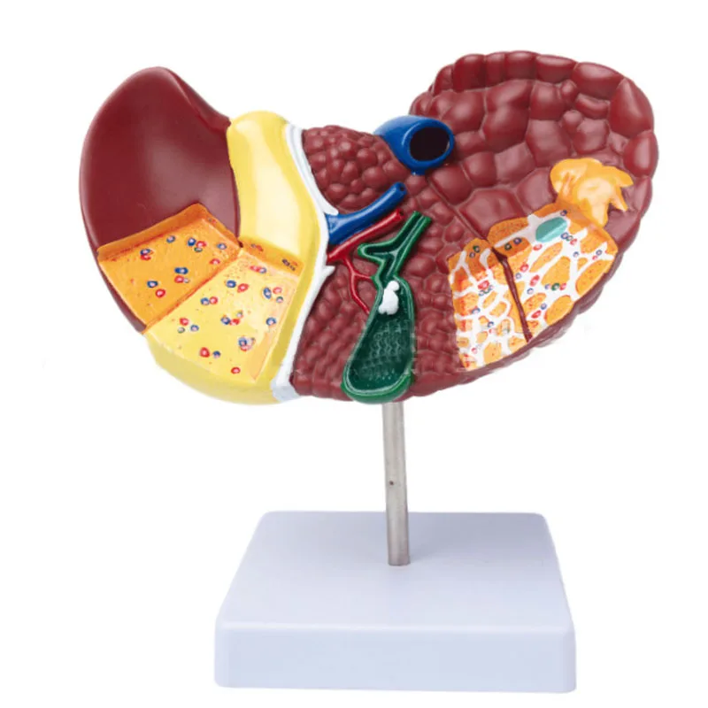 1:1 Human Pathological Liver Anatomical Model Display Of Digestive System Anatomy Teaching Model - Image 4