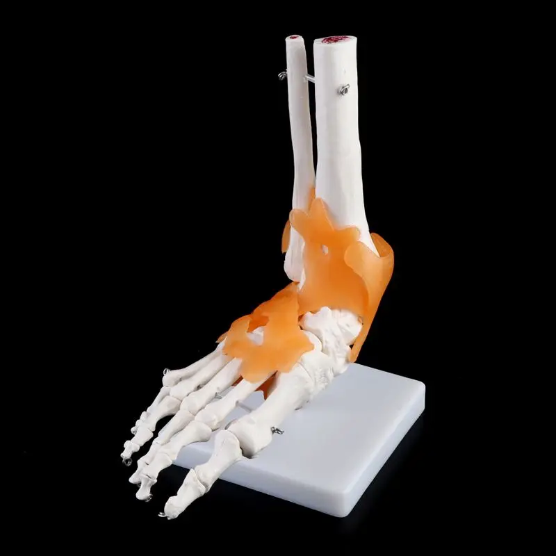 1: 1 Human Skeleton Human Model Joint Medical Anatomy Ankle Ligament Anatomically Teaching Resource Tool - Image 3