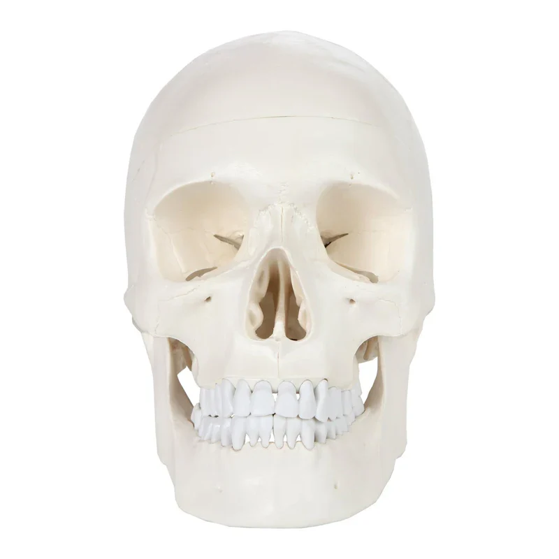 1:1 Human Skeleton Skull Anatomy Model Medical Science Teaching Resources