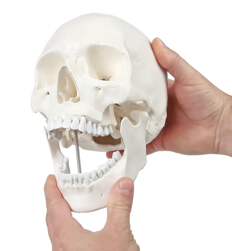 1:1 Human Skeleton Skull Anatomy Model Medical Science Teaching Resources - Image 2