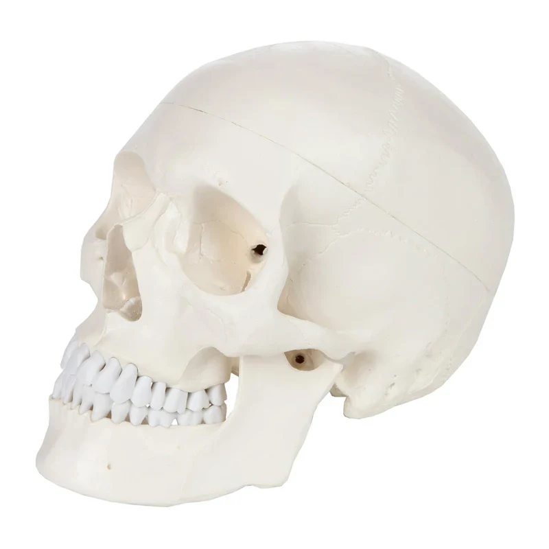 1:1 Human Skeleton Skull Anatomy Model Medical Science Teaching Resources - Image 3