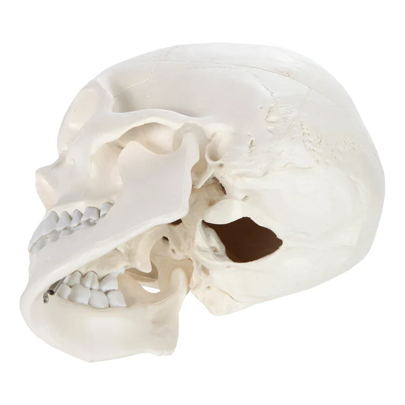 1:1 Human Skeleton Skull Anatomy Model Medical Science Teaching Resources - Image 4