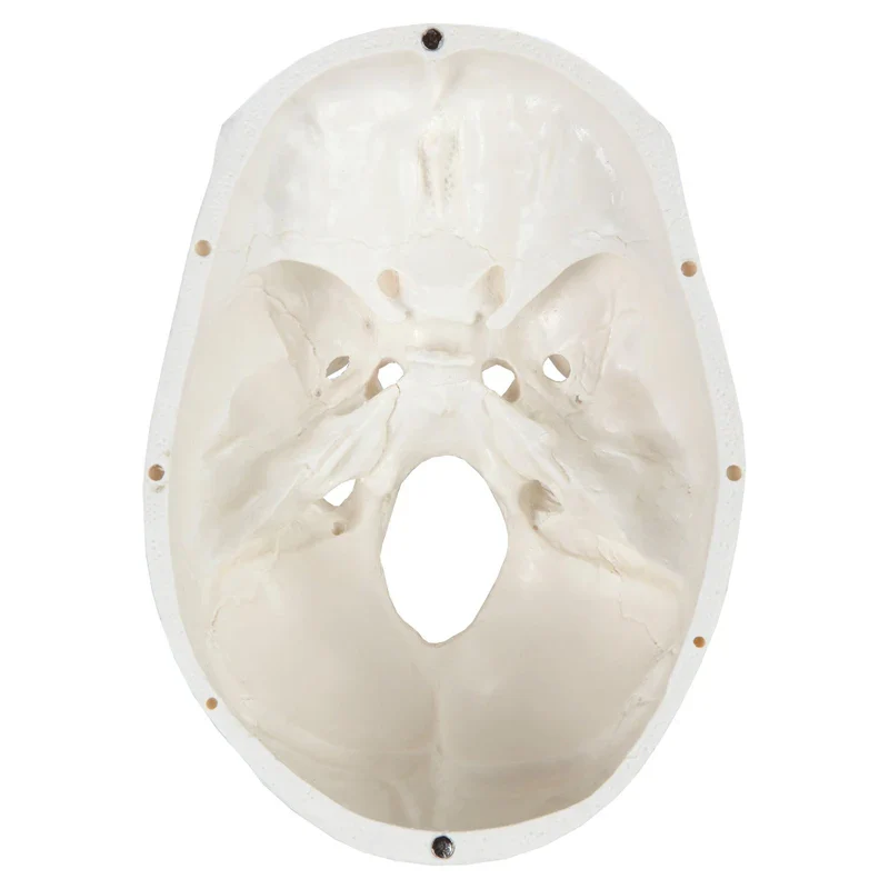1:1 Human Skeleton Skull Anatomy Model Medical Science Teaching Resources - Image 5