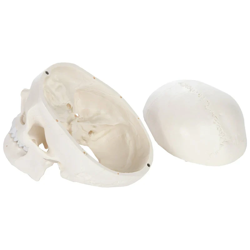 1:1 Human Skeleton Skull Anatomy Model Medical Science Teaching Resources - Image 6