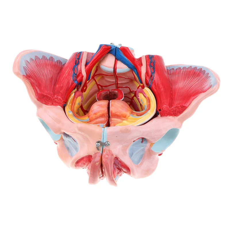 1:1 Lifesize Human Female Pelvis Vessels Ligaments Muscles Nerves with Removable Organs Model - Image 2