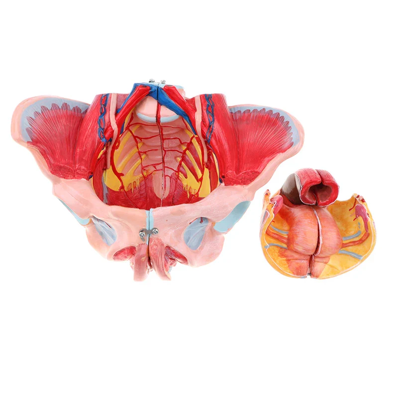 1:1 Lifesize Human Female Pelvis Vessels Ligaments Muscles Nerves with Removable Organs Model - Image 3
