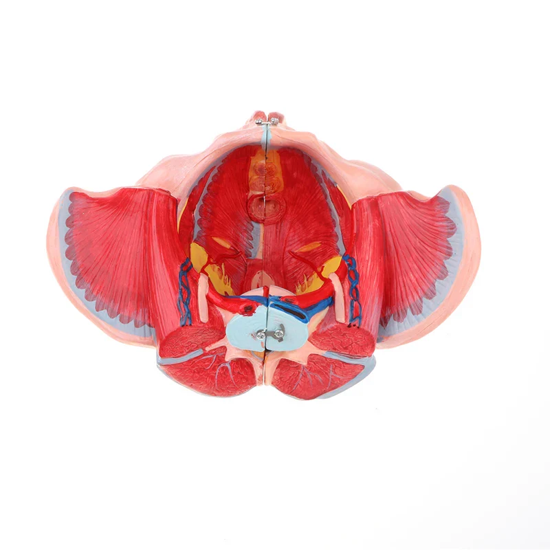 1:1 Lifesize Human Female Pelvis Vessels Ligaments Muscles Nerves with Removable Organs Model - Image 4
