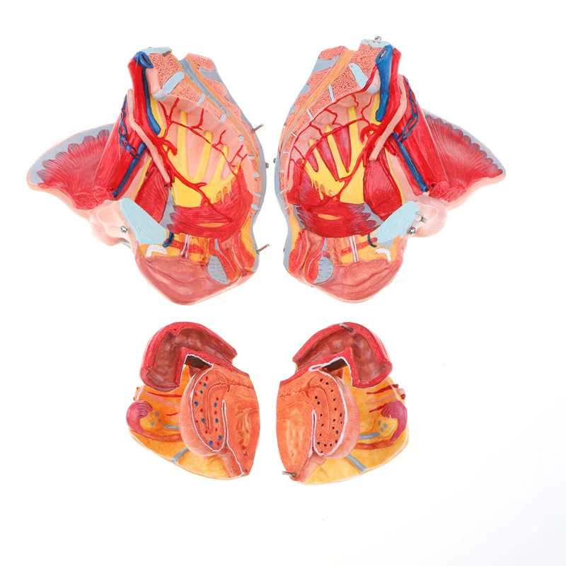 1:1 Lifesize Human Female Pelvis Vessels Ligaments Muscles Nerves with Removable Organs Model - Image 5
