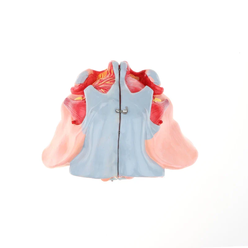 1:1 Lifesize Human Female Pelvis Vessels Ligaments Muscles Nerves with Removable Organs Model - Image 6