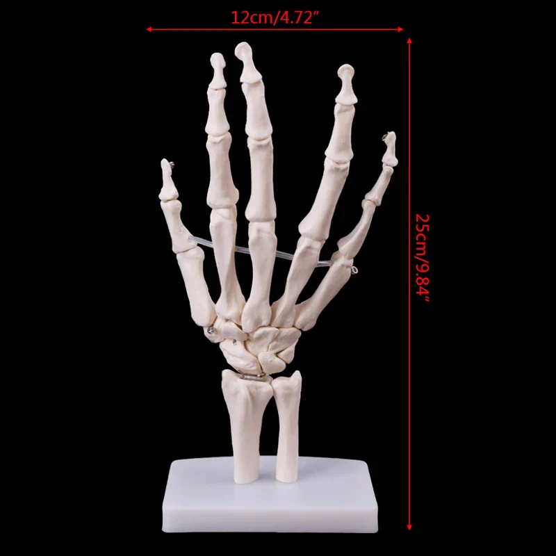 1:1 Lifesize Human Hand Joint Anatomy Model Science Teaching Resources - Image 2