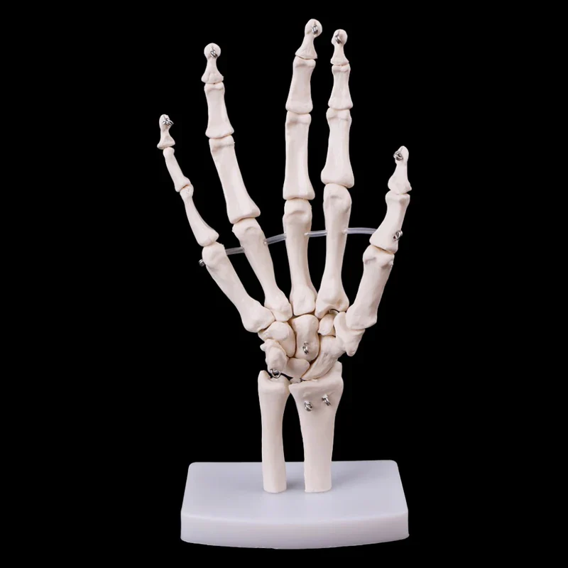 1:1 Lifesize Human Hand Joint Anatomy Model Science Teaching Resources - Image 3