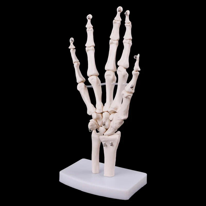 1:1 Lifesize Human Hand Joint Anatomy Model Science Teaching Resources - Image 4