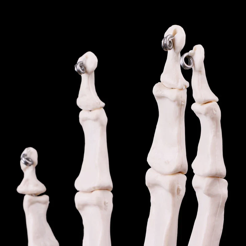 1:1 Lifesize Human Hand Joint Anatomy Model Science Teaching Resources - Image 5