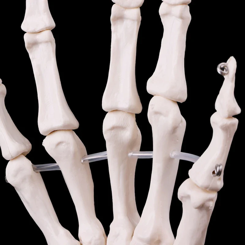 1:1 Lifesize Human Hand Joint Anatomy Model Science Teaching Resources - Image 6