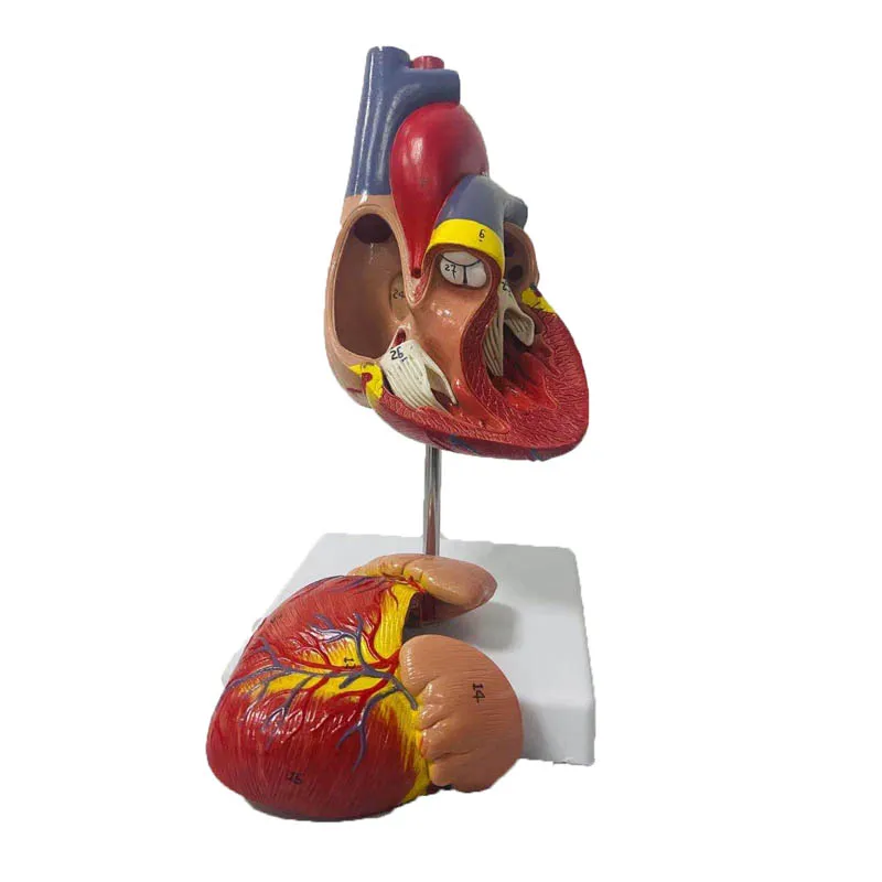 1:1 Lifesize Human Heart Anatomy Model Medical Science Teaching Resources Dropshipping - Image 2