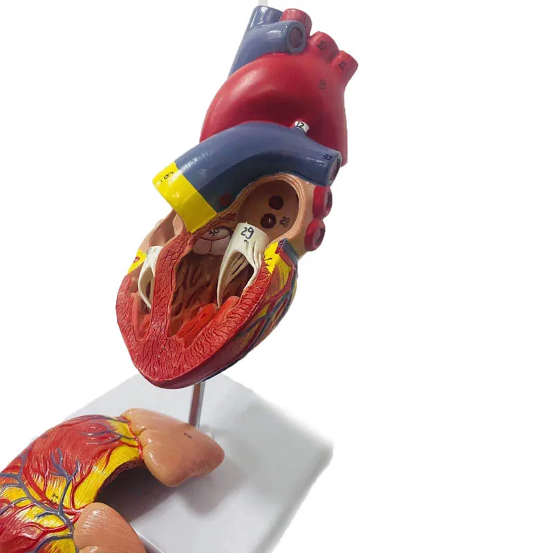 1:1 Lifesize Human Heart Anatomy Model Medical Science Teaching Resources Dropshipping - Image 3
