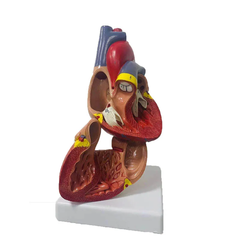 1:1 Lifesize Human Heart Anatomy Model Medical Science Teaching Resources Dropshipping - Image 4