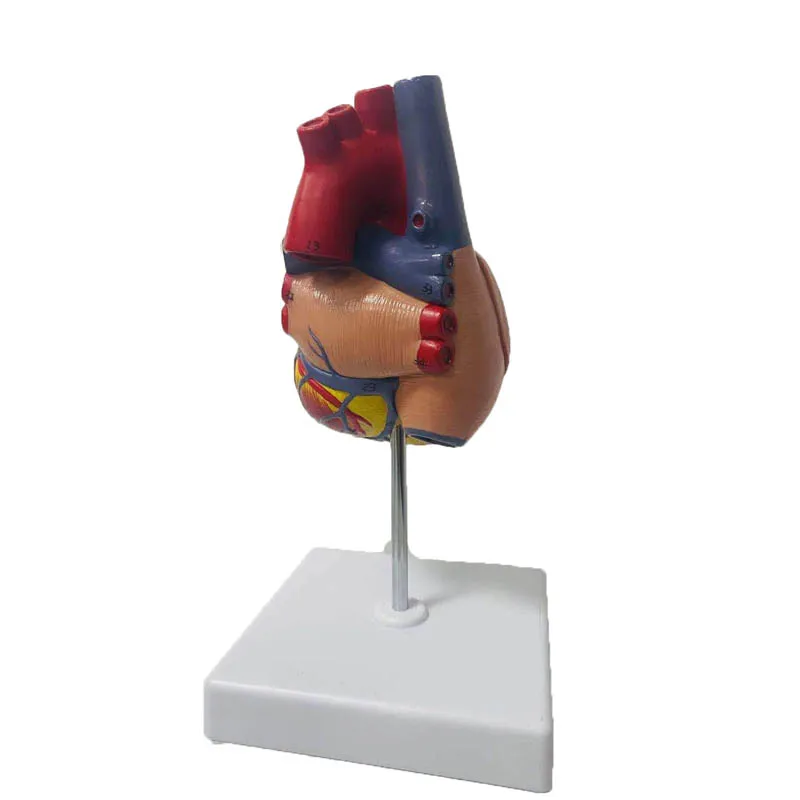 1:1 Lifesize Human Heart Anatomy Model Medical Science Teaching Resources Dropshipping - Image 5