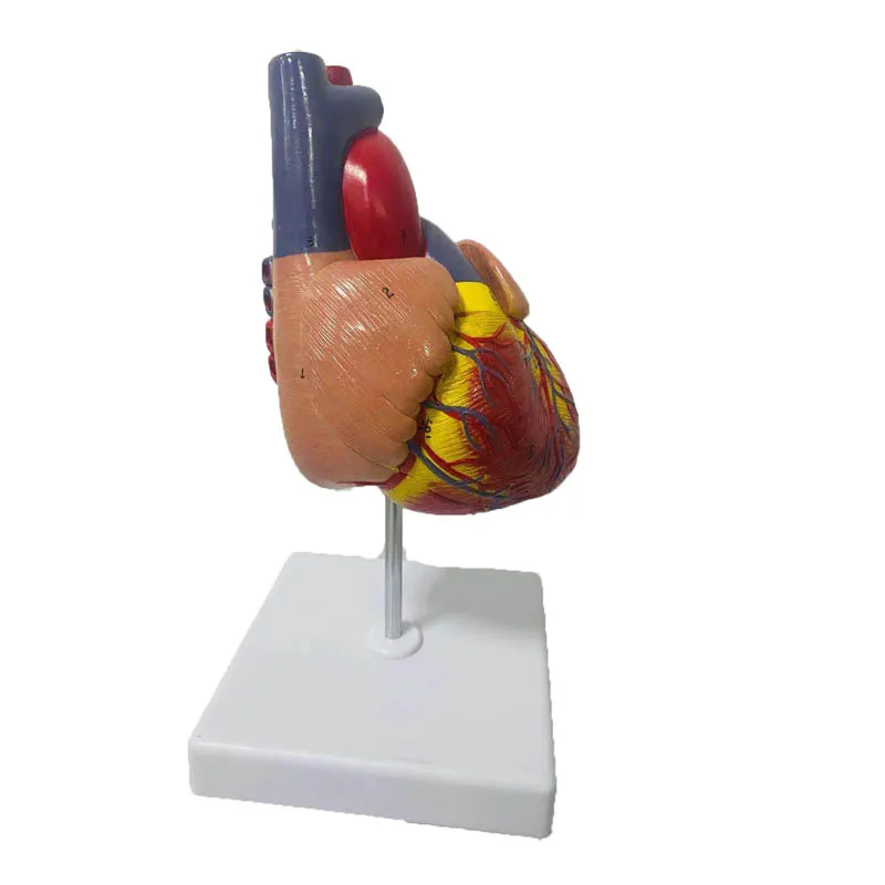 1:1 Lifesize Human Heart Anatomy Model Medical Science Teaching Resources Dropshipping - Image 6