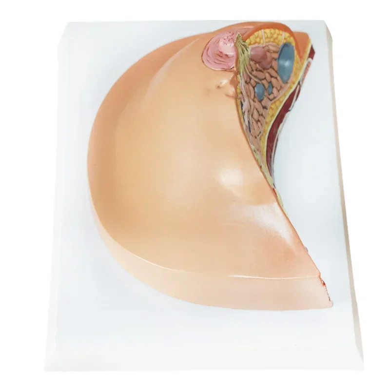 1:1 Median Section Model of Human Female Breast Pathology Anatomy Model Kit Table-type breast lesion model lactating breasts - Image 6