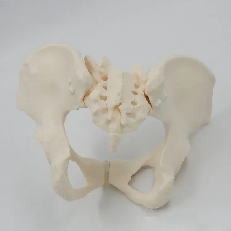 1:1 Movable Pelvis Model Sacrum Hip Bone Female Pelvic Bone Can Bend Human Skeleton Anatomy Pelvic Floor Muscles - Image 2