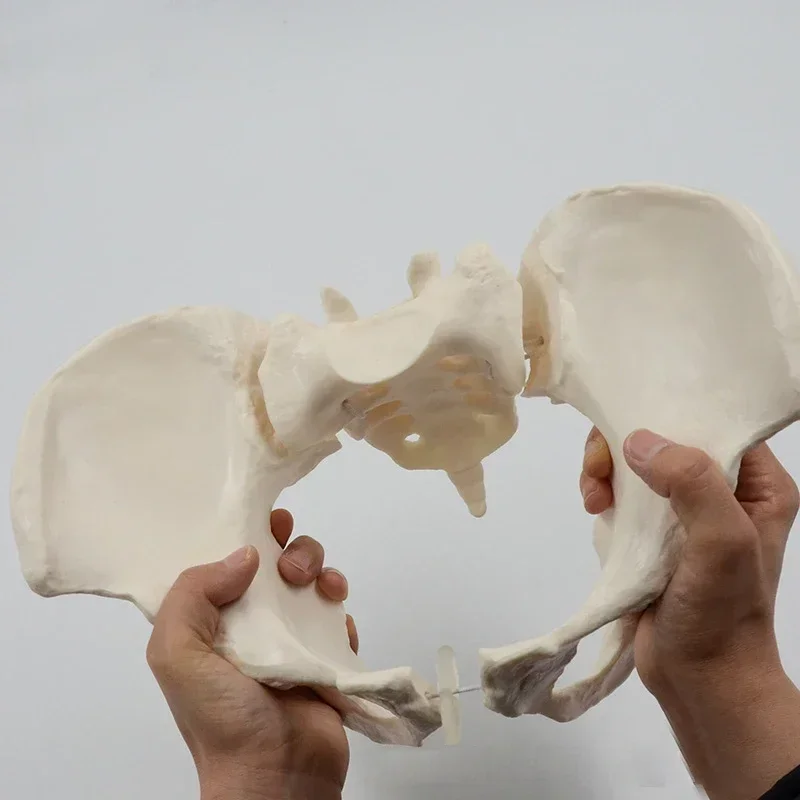1:1 Movable Pelvis Model Sacrum Hip Bone Female Pelvic Bone Can Bend Human Skeleton Anatomy Pelvic Floor Muscles - Image 4