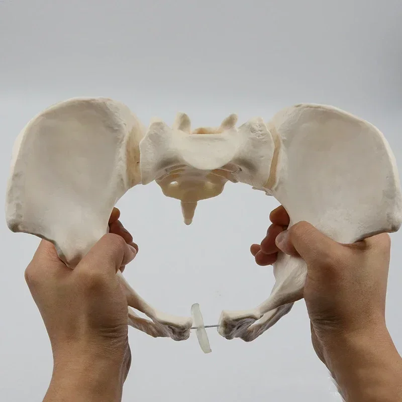 1:1 Movable Pelvis Model Sacrum Hip Bone Female Pelvic Bone Can Bend Human Skeleton Anatomy Pelvic Floor Muscles - Image 5