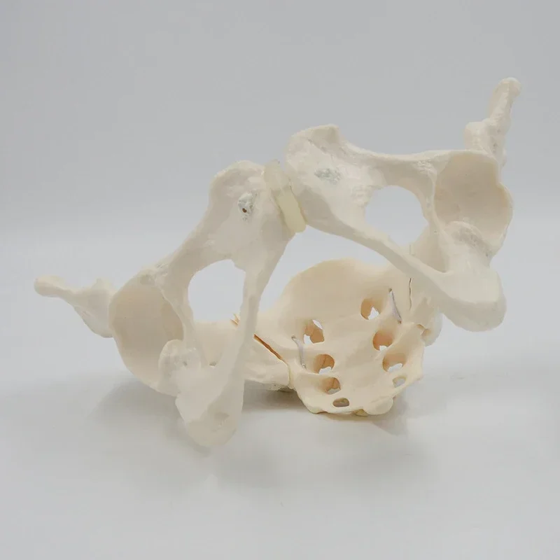 1:1 Movable Pelvis Model Sacrum Hip Bone Female Pelvic Bone Can Bend Human Skeleton Anatomy Pelvic Floor Muscles - Image 6