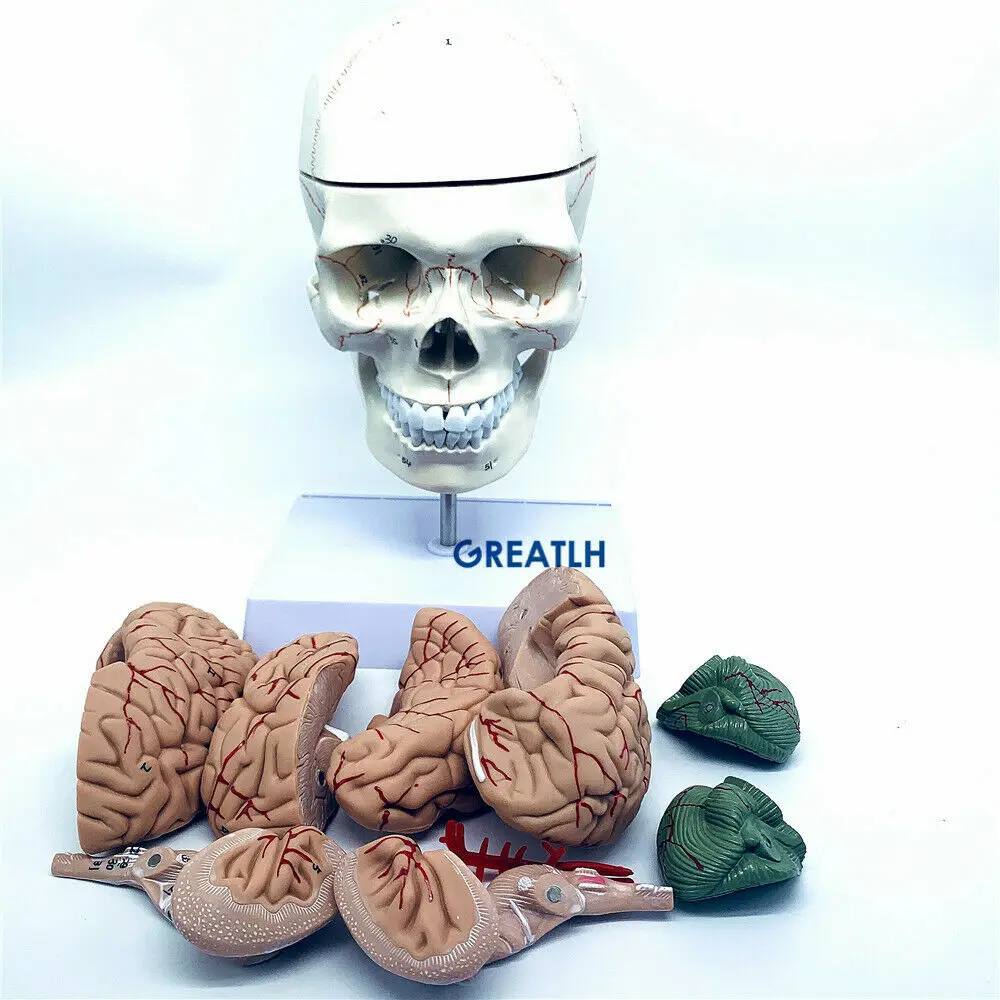 1:1 skull brain anatomical with cervical spine skeleton model Removable brain anatomical model - Image 2