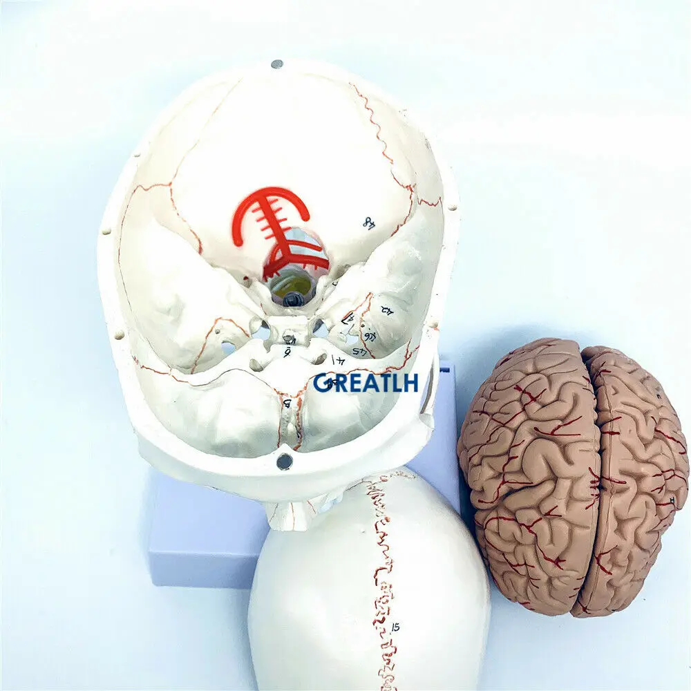 1:1 skull brain anatomical with cervical spine skeleton model Removable brain anatomical model - Image 3