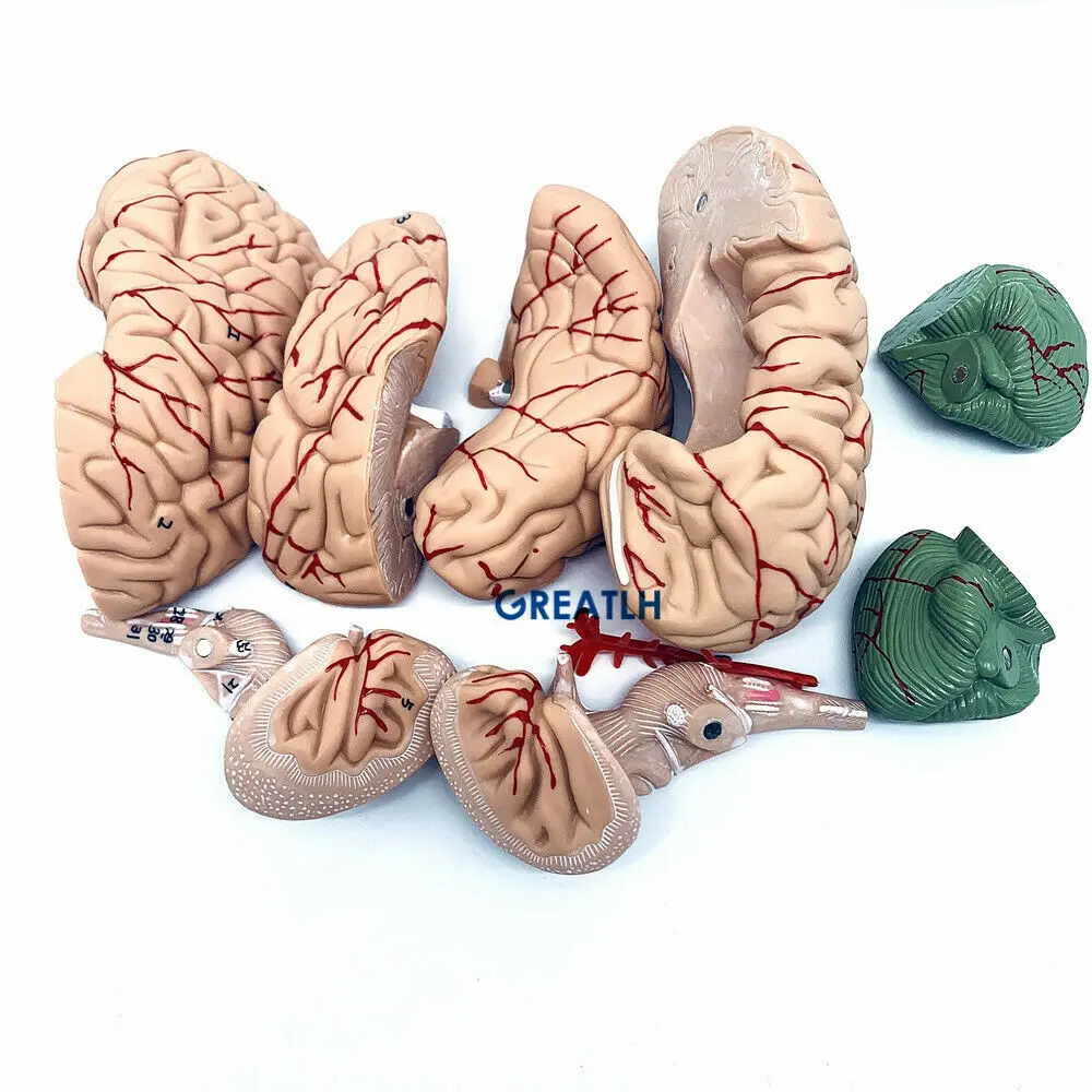 1:1 skull brain anatomical with cervical spine skeleton model Removable brain anatomical model - Image 4