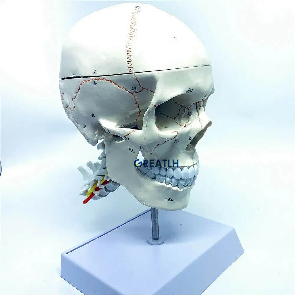 1:1 skull brain anatomical with cervical spine skeleton model Removable brain anatomical model - Image 5