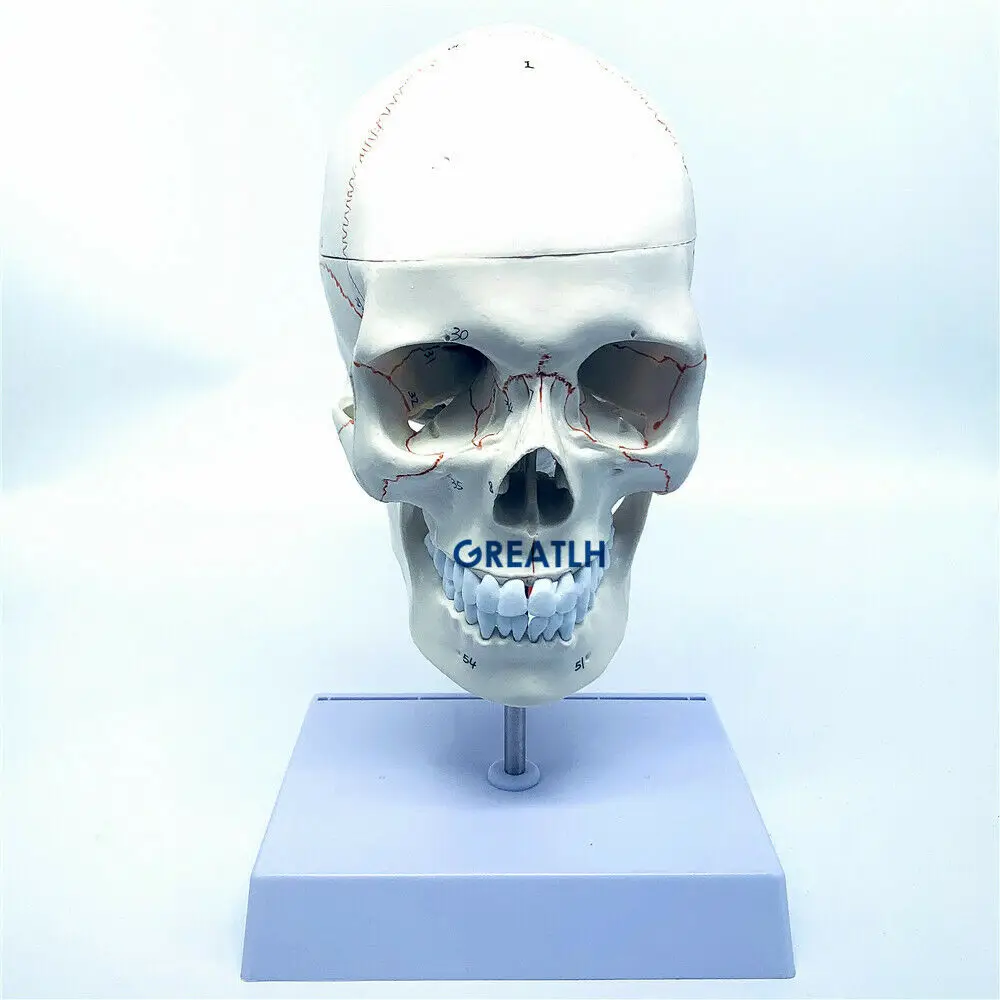 1:1 skull brain anatomical with cervical spine skeleton model Removable brain anatomical model - Image 6