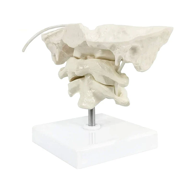 1.5x Magnification Human Cervical Spine Model Occipital Bone Model Medical Teaching Training Aid - Image 3