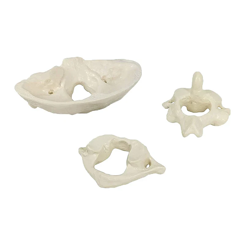 1.5x Magnification Human Cervical Spine Model Occipital Bone Model Medical Teaching Training Aid - Image 4