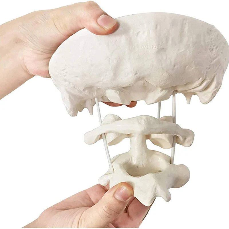 1.5x Magnification Human Cervical Spine Model Occipital Bone Model Medical Teaching Training Aid - Image 5
