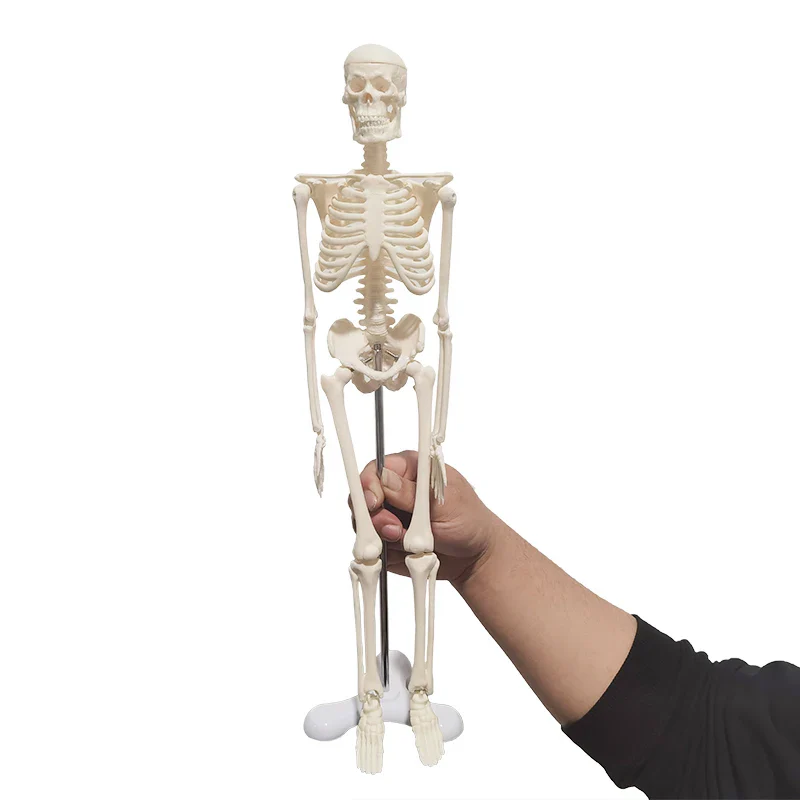 1 Pcs 45cm Human Anatomical Anatomy Skeleton Model Medical Learn Aid Anatomy Human Skeletal Model Wholesale Retail - Image 2