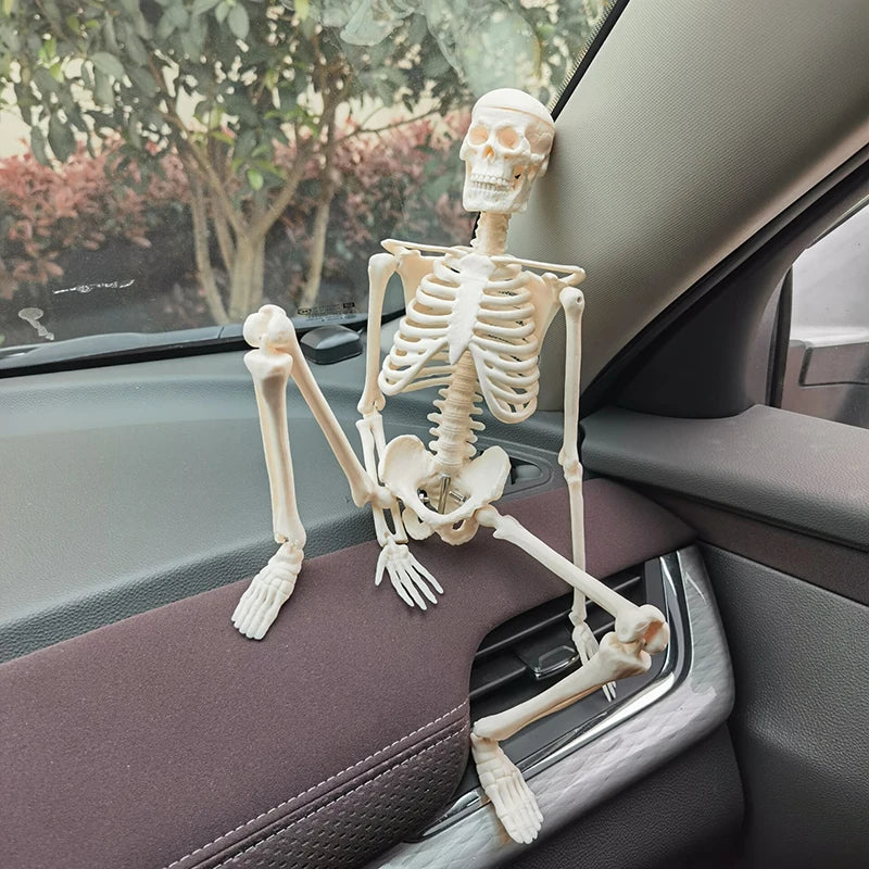 1 Pcs 45cm Human Anatomical Anatomy Skeleton Model Medical Learn Aid Anatomy Human Skeletal Model Wholesale Retail - Image 3