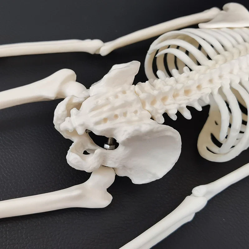 1 Pcs 45cm Human Anatomical Anatomy Skeleton Model Medical Learn Aid Anatomy Human Skeletal Model Wholesale Retail - Image 4