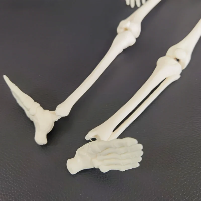 1 Pcs 45cm Human Anatomical Anatomy Skeleton Model Medical Learn Aid Anatomy Human Skeletal Model Wholesale Retail - Image 5