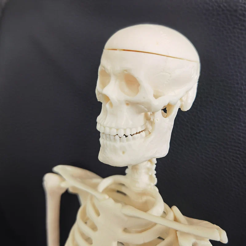 1 Pcs 45cm Human Anatomical Anatomy Skeleton Model Medical Learn Aid Anatomy Human Skeletal Model Wholesale Retail - Image 6